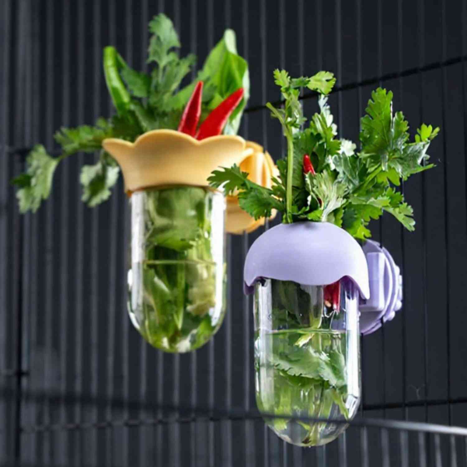 papegaai hydroponische fles lila en geel gevuld met koriander en chili